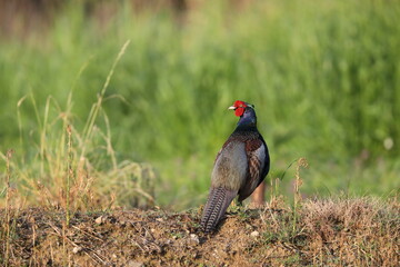 Wall Mural - Japanese Green Pheasant (Phasianus versicolor) male in Japan