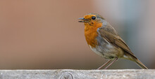 Panoramic Selective Focus Shot Of A European Robin Bird Perched On Wood