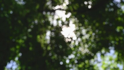Wall Mural - beautiful green bokeh vibrant background. defocused leaves trees and soft sunset sunlight transparen
