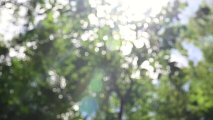 Wall Mural - beautiful green bokeh vibrant background. defocused leaves trees and soft sunset sunlight transparen
