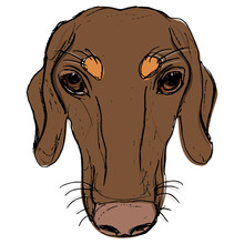 Head Of A Duchshund Breed Dog. Canine Pet Portrait. Hand Drawn Colorful Rough Sketch.