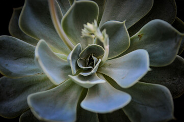 Canvas Print - Closeup of Echeveria graceful