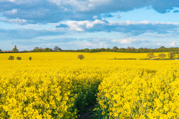 Poster - Rapeseed field on sunny day. Spring season in UK