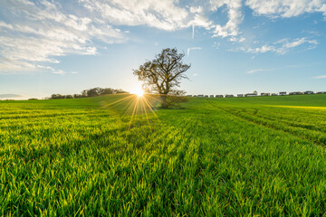 Poster - Green meadow with sunset flare. Landscape of England in spring season