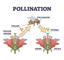 Pollination As Plant Reproduction And Vegetation Process In Wildlife Outline Diagram. Educational Labeled Scheme With Fertilization Moment, Bee And Flower Vector Illustration. Stigma, Ovary And Ovule.