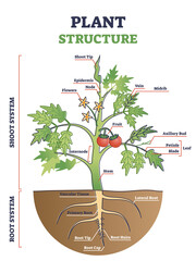 Plant structure with root, stem and leaf anatomical sections outline diagram. Educational tomato model with parts location description in labeled scheme vector illustration. Sprout detailed graphic.