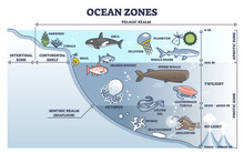 Ocean Zones Division With Depth Or Light Penetration In Water Outline Diagram. Geographical Underwater Detailed Scheme With Pelagic Realm, Intertidal, Continental Shelf Or Seafloor Vector Illustration