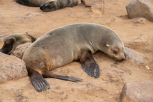 Wild Seal Sleeping