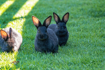 Wall Mural - close up of a group of cute black bunnies eating on the grass field on a sunny day in the park