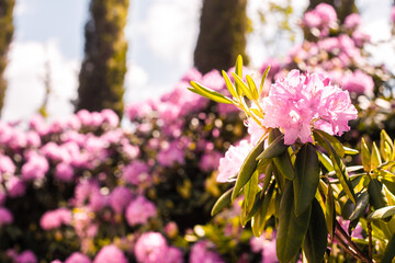 Wall Mural - Beautiful blooming pink Azalea - flowering shrubs in the genus Rhododendron. Pink, summer flower background. gardening.