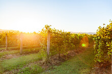 Sunrise Over Vineyard Landscape On Clear Morning In Late Summer