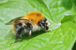 Closeup shot of a queen common carder bee Bombus pascuorum on a green leaf