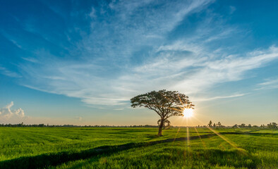 trees in the middle of the meadow and the sunset sky