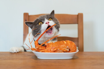 British shorthair cat wants to eat lobster on the table
