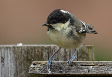 Closeup Of A Black-capped Chickadee With A Yellow Belly Standing On A Wooden Fence Outside