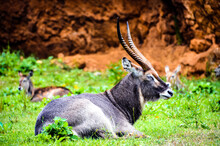 Close-up Of Aquatic Antilope (Cobo De Agua) In Parque De Cabarceno, Cantabria, Spain