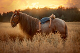 Fototapeta Konie - Little girl with red tinker horse (Gypsy cob) in oats evening field