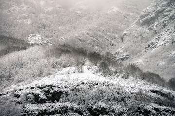 Wall Mural - Snowy landscape on the forested slopes of Mount Oribio