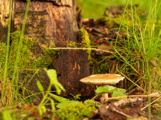 Sticker - Closeup shot of a mushroom growing on an old tree trunk