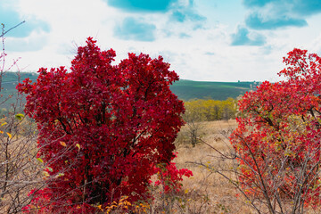 red tree