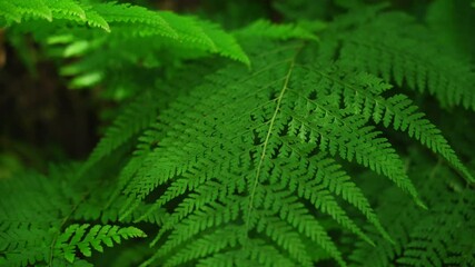 Wall Mural - Microlepia strigosa, known as hay-scented fern, lace fern, rigid lace fern and palapalai, is a fern indigenous to the Hawaiian islands. Mount Kaala Trail / Waianae Valley, Oahu, Hawaii.