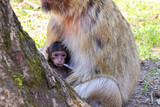 Fototapeta Zwierzęta - mała małpka , dzidziuś, przyroda, zwierzę, cyc, mama z dzieckiem , małpy, zwierzaki, przyroda, ssak