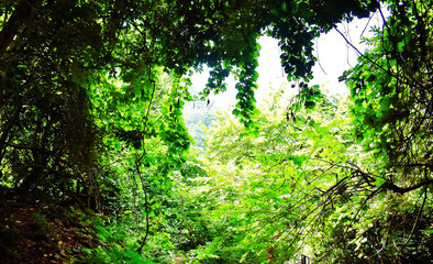 Closeup shot of green leaves in the forest