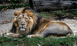 Asian lion male on the ground. Latin name - Panthera leo persica