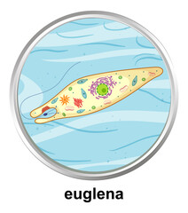 Poster - Anatomy structure of Euglena on white background