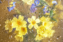 Spring Flowers Forget Me Nots And Primroses Close Up On A Golden Background Behind Glass With Raindrops.