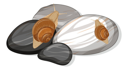 Wall Mural - Top view of a snail on stones leaf isolated