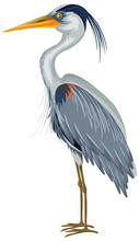 Great Blue Heron In Cartoon Style On White Background