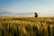 Senior farmer standing in wheat field examining crop at sunset.