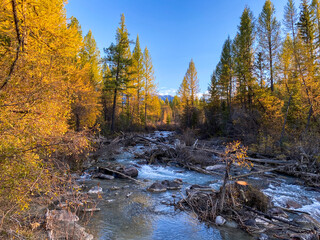 Sticker - Shallow river flowing through fallen trees and rocks with yellow trees