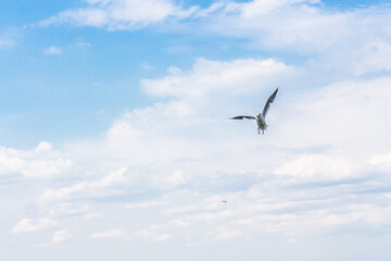 Canvas Print - Closeup shot of a flying seagull over the water in the sky