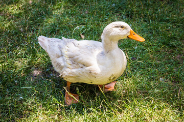 Poster - Closeup shot of a domestic duck