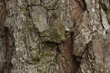 Gray Tree Frog Hyla Chrysoscelis On Pine Tree In Eastern Texas Camoflauged