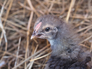 Young Baby Chicks