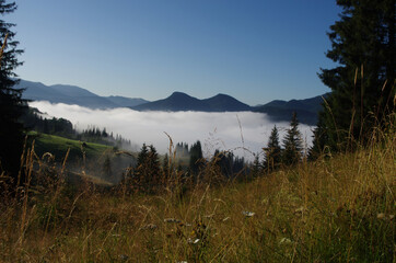 Mountain landscape with forest in the summer. Silhouettes of fir trees in the fog