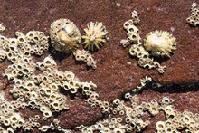 Marine Rocks With Limpets And Barnacles