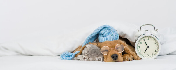 Poster - English Cocker spaniel puppy wearing eyeglasses and warm hat hugs gray kitten. Pets sleep together near alarm clock under white warm blanket on a bed at home