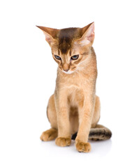 Aufkleber - Young abyssinian young cat sits in front view and looks down. Isolated on white background