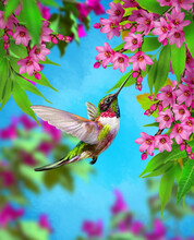 Summer, Spring Bright Sunny Background, A Hummingbird Bird Flies, Branches Of A Tree Blooming With Red, Pink, White, Tropical Flowers, Sky