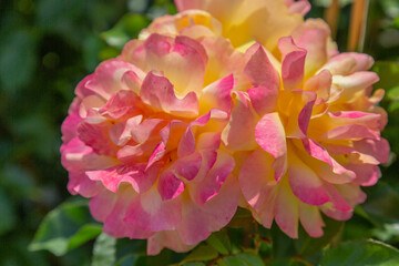 two pink and yellow  roses in full bloom  with blurry background