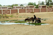 woman in black clothes sits on a cart while a donkey drinks from a puddle in the desert