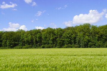 Green barley field in front of a forest. Agricultural field with grain. Nature with field and forest on a sunny day.