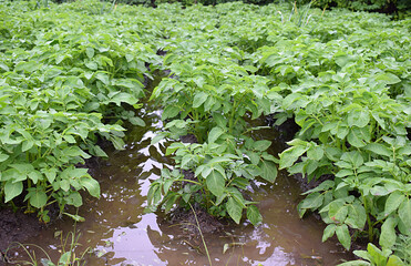 Potatoes in furrows with water after heavy rain.