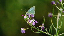 Cabbage Butterfly On A Purple Flower In Cotacachi, Ecuador