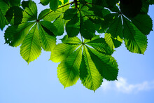 View From Below Of The Leaves Of An Old Chestnut Tree. Green Background Of Chestnut Leaves And Blue Sky.