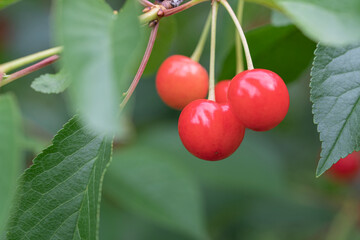 Sticker - Close up of sour cherries ripening on the tree